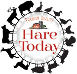 Hare Today