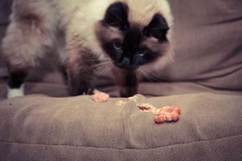 Cat throwing store up dry food