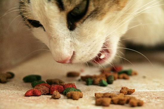 Feline Nutrition Feline Cystitis and Bladder Kidney Stones