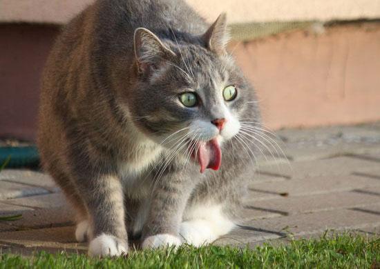 Cat keeps regurgitating clearance food