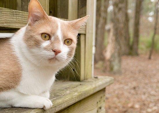 Feline Nutrition Answers Cats in a Bind over Phosphorus Hare Today