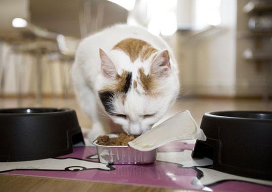 Feline Nutrition Figuring Out the Carbs in Canned Cat Food Hare Today