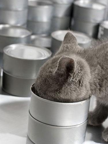 Feline Nutrition Figuring Out the Carbs in Canned Cat Food