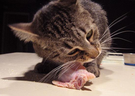 Why would a clearance cat eat a kitten