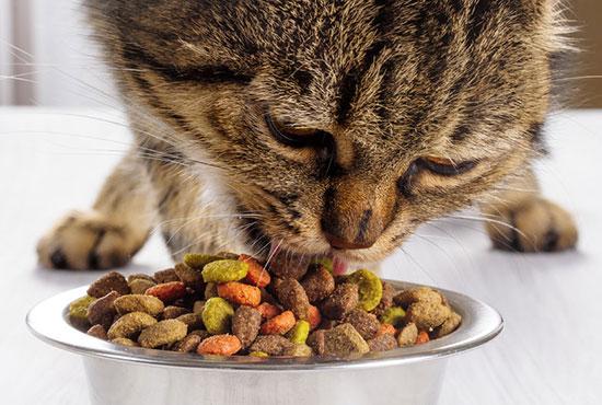 Feline dental clearance food