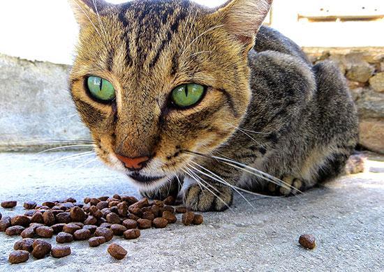 How to make my shop cat eat dry food