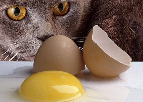 Cat egg outlet allergy