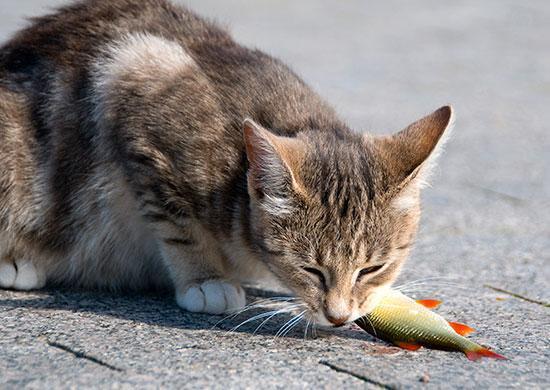 Cat 2025 eating fish