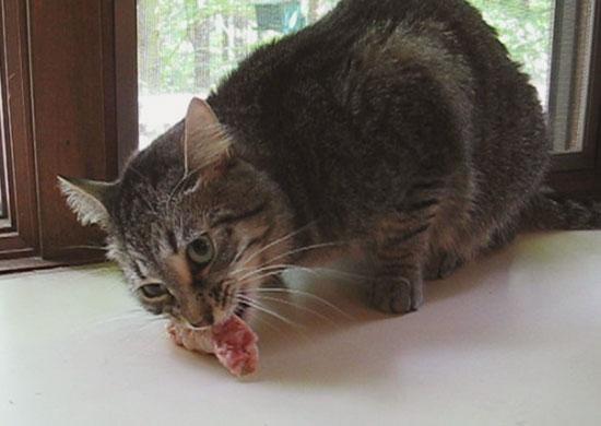 Feline Nutrition Answers To Grind or Not to Grind Raw Cat Food Hare Today