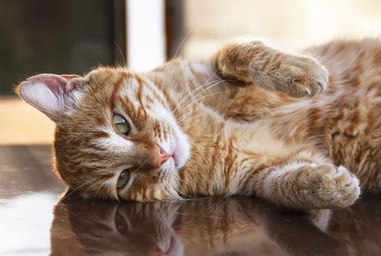 Feline Nutrition Avoiding Hepatic Lipidosis in Your Cat Hare Today