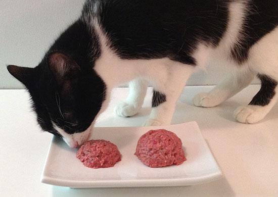 My cat ate raw ground beef hotsell