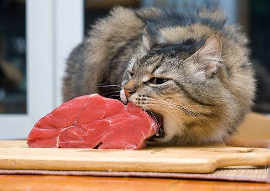 Feline Nutrition Phosphorus Can Be Key for Cat Kidneys Hare Today