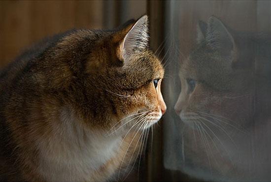 Feeding kitten food outlet to older cats