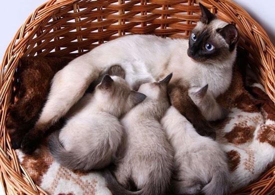 Homemade food shop for pregnant cat