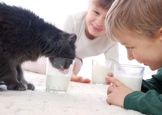 My cat loves store milk