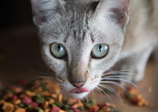 Feline Nutrition Answers The Paradox of Prescription Diets for