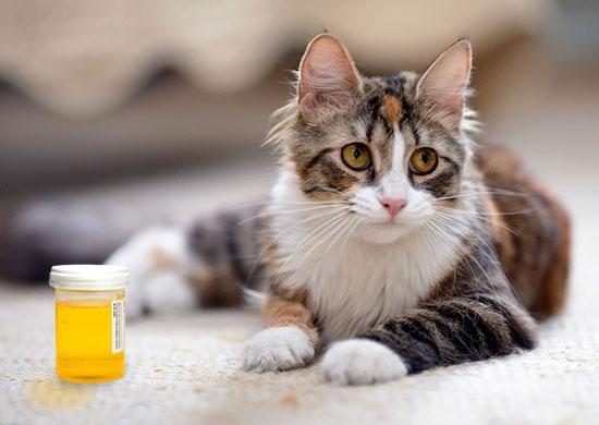 Cat food best sale for urinary blockage