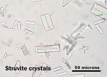 Struvite crystals in clearance cats