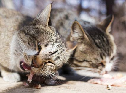 Pottenger cat outlet study