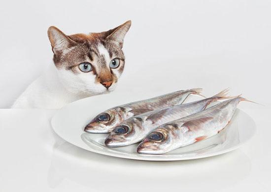 Feeding cats shop raw fish