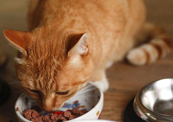 Feline Nutrition Tips for Transitioning Your Finicky Kitties