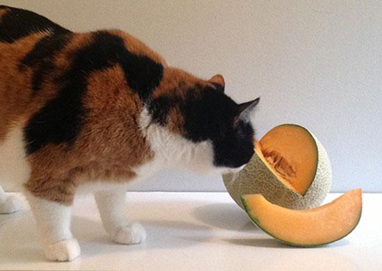 Cat eating clearance melon