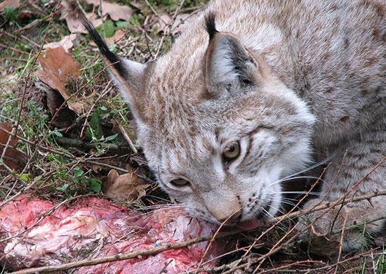 Ground rabbit hotsell for cats