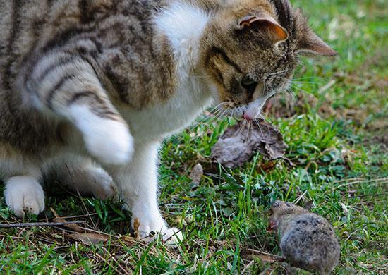 Finicky cat outlet food