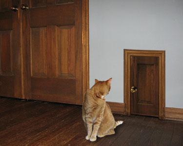 Cat door hotsell inside house