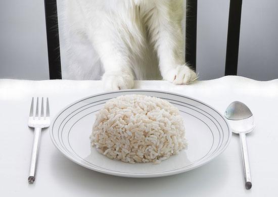 Feline Nutrition Rice Isn t Nice Hare Today