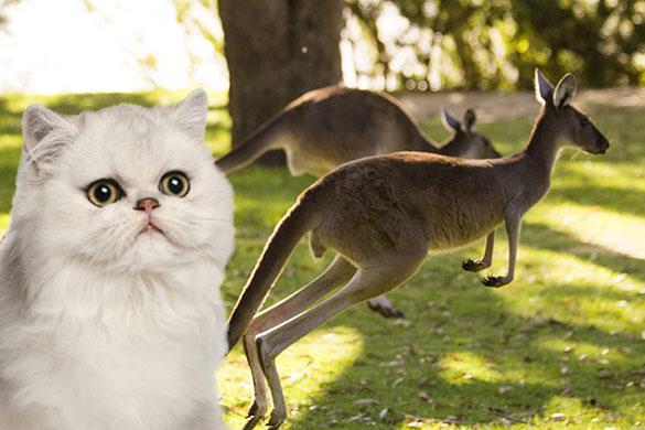 Kangaroo food for outlet cats