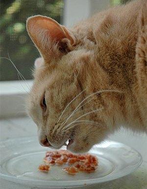 Feline inflammatory bowel disease homemade diet best sale