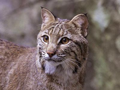 Fishing Cat Facts - Big Cat Rescue