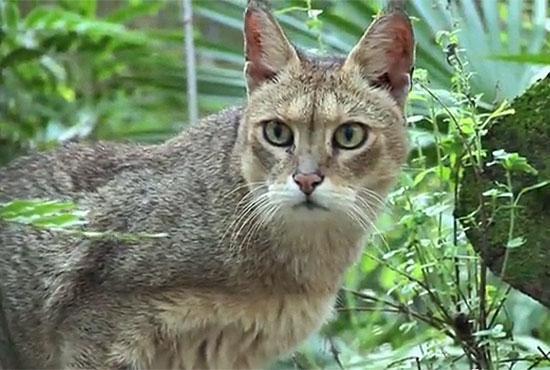 african jungle cat hybrid