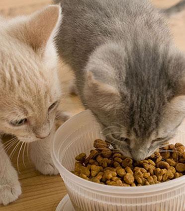 Feline Nutrition Feline Diabetes The Influence of Diet Hare Today