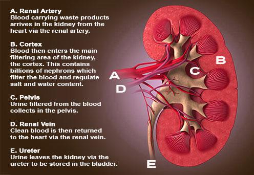 Feline Nutrition A Diet for Your Cat s Urinary and Kidney Health