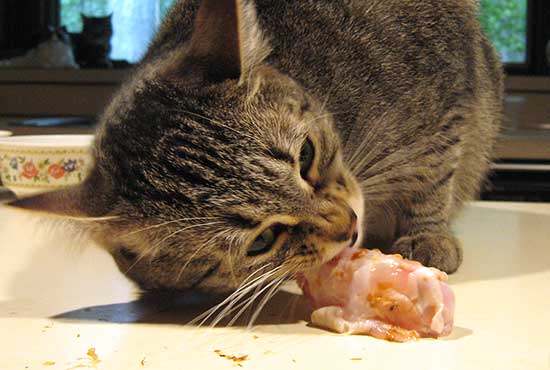 Is it ok to 2025 give cats raw meat