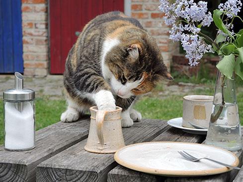 Feline Nutrition Calcium Supplements in Homemade Cat Food Hare