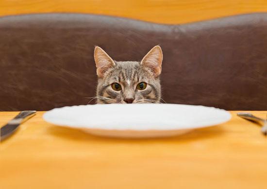 Feline Nutrition Reading a Pet Food Ingredient Label Hare Today