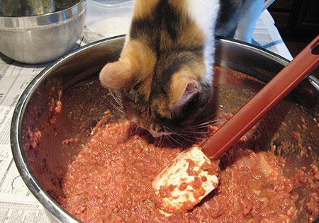 Natural homemade cat clearance food