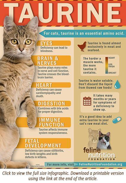 Taurine supplement shop for cats