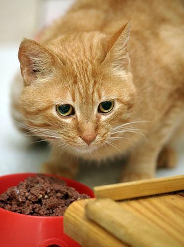 Feline Nutrition How to Transition to a Raw Cat Food Diet Hare