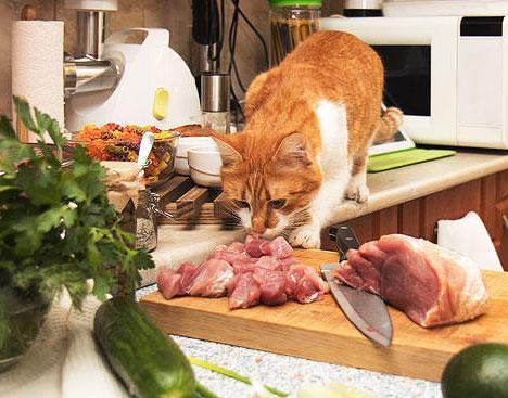 Vegetarian cat clearance